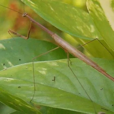 thumbnail for publication: Grass-Like Mantid, American Grass Mantid, Thesprotia graminis, (Scudder, 1878) (Insecta: Mantodea: Thespidae)